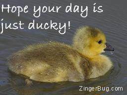 Another BeautifulDay image: (hope_your_day_is_just_ducky_duckling_photograph) for MySpace from ZingerBug