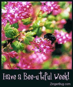 Another week image: (bee-utiful_week) for MySpace from ZingerBug.com